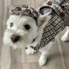 Sherlock Holmes Dog Costume(Sherlock Holmes Dog Costume) -Pet Supplies Shop 6YQHkpKIa1