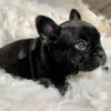 Frenchbulldog(Frenchbulldog)