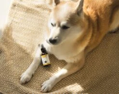 Copy Of Copy Of 1000mg Pet Hemp Extract Tincture(Copy Of Copy Of 1000mg Pet Hemp Extract Tincture) -Pet Supplies Shop crT80FLq1P