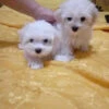 Maltese(Maltese) -Pet Supplies Shop dQcFD1bnZP