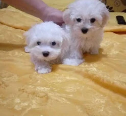 Maltese Puppy For Sale(Maltese Puppy For Sale)