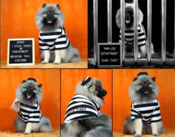 Prisoner Dog Costume(Prisoner Dog Costume)