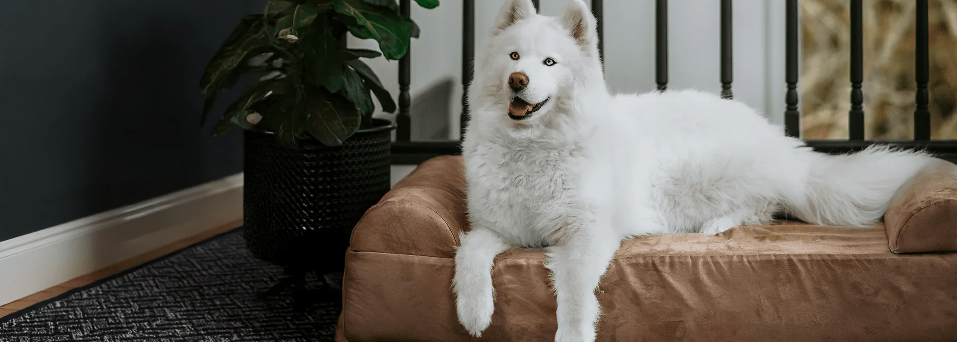 Pet Supplies Shop -Pet Supplies Shop 1